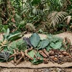 Study Warns Climate Change Threatens Amazon Plants Vital to Indigenous Communities