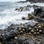 Opihi Poaching Case in Hawaii & Pacific Spurs Debate on Conservation and Culture